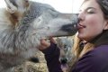 funny-wolf-kissing-girl.jpg